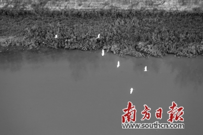 深圳河.jpg