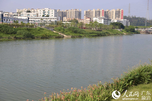 治理后的茅洲河.jpg